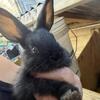 Flemish Giant Babies!