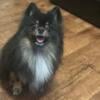 1year old male Pomeranian for sale