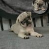 WAFER UNIQUE silver fawn Male Pug in Cincinnati Ohio Pugs