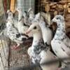 Racing pigeons, CBS bloodline