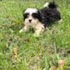 Beautiful Shih poo 12 weeks old