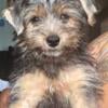 Yorkie Puppies Available (Females)