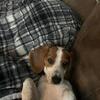 Ellie beagle