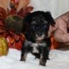 Male Teacup poodle puppy