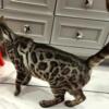 Silver charcoal female bengal full tica