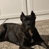 Male intact Presa Canario