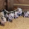 Kune Kune PigletsReady for new homes