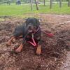 Professional Dog Training & Pet Sitting
