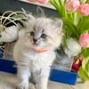 Siberian kitten for sale