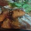 Indonesian blue tongue skink