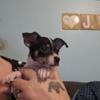 For sale 9 week old male chihuahua puppy