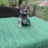 French bulldog AKC REG