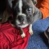 American Boxer Puppies  313 420 7089