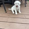 English white Labrador