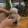 Xl bully puppies for sale