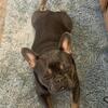 French Bulldog Male