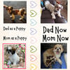 Beautiful Shihtzu Puppies Ready Now Just in Time for Christmas!
