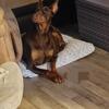 Doberman female 