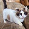Standard Minuet Female "Latte"