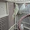 Baby ringnecks
