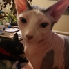 Exotic Sphynx Male Very Friendly!