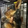 Teacups Yorkies very adorable and lovable ready for a new home Toledo Ohio 43615