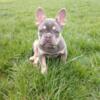 Lilac and Tan Male Frenchie
