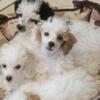 Toy Poodle Puppies 