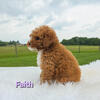 Akc Small mini red female puppy 