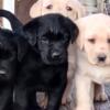AKC Labradors Puppies
