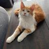 Maine Coon Kitten for sale