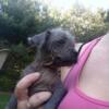 Chinese crested/pug puppies.