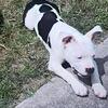 Female bully