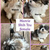 Shih Tzu puppies ready today!