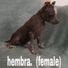 Purebred Standard Xoloitzcuintli Puppies