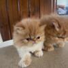 Frowny extreme faced kittens cfa reg Persians
