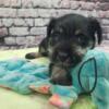 AKC Peanut - Black & Silver Male Miniature Schnauzer Puppy