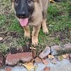 German sheperd  sable puppies  19 week males akc