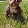 Nano American bully