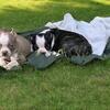 Boston Terrier Females & Males CKC Reg.