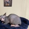 Sphynx kitten available Registered