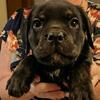 Italian Mastiff Pups Sevierville TN! $300