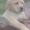English Labrador Retriever Puppies