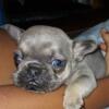 French bulldog akc lilac male