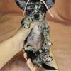 CHIHUAHUA PUPPIES: tiny friends in a tiny village with BIG personalities
