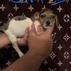 Jack Russell Puppies Available