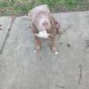8 month old American Bully (male)