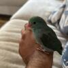 Baby parrotlet female