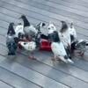 Pakistani pigeons for sale