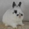 Purebred Netherland Dwarf Bunny Rabbit Broken Smoke Pearl Buck